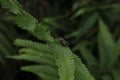 A red eyed flesh fly sitting on top of a surface of a fern leaf in dark area Royalty Free Stock Photo