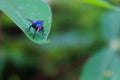 Red eyed fly on grass leaf. Scientific name: Calliphora vicina Royalty Free Stock Photo