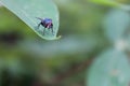 Red eyed fly on grass leaf. Scientific name: Calliphora vicina Royalty Free Stock Photo