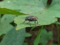 Red-eyed fly on a green leaf ( Fly - Insect ) Royalty Free Stock Photo