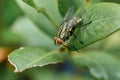 A red-eyed fly on a green leaf Royalty Free Stock Photo