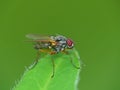 Red-Eyed Fly On A Leaf Royalty Free Stock Photo
