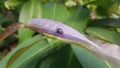 Red-eyed fly perched on dark brown leaves Royalty Free Stock Photo