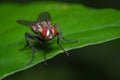Red-eyed fly perched on the green leaf of a plant Royalty Free Stock Photo