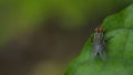 a red eyed fly perched on a plant leaf in the garden Royalty Free Stock Photo