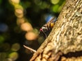 Red eyed fly sitting on a branch outside Royalty Free Stock Photo