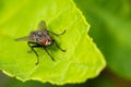 Red-eyed Fly on a Vivid Green Leaf Royalty Free Stock Photo