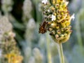 Red-eyed fly on White Lavender Royalty Free Stock Photo