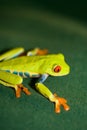 Red-eyed Frog Royalty Free Stock Photo
