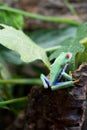 Red-eyed frog Agalychnis callidryas Royalty Free Stock Photo