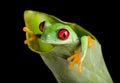 Red eyed frog in banana leaf Royalty Free Stock Photo