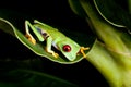 Red eyed frog on banana tree Royalty Free Stock Photo