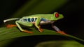 Red-eyed frog Agalychnis callidryas living in Central America Royalty Free Stock Photo