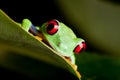 Red eyed frog on a leaf Royalty Free Stock Photo