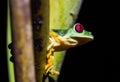 Red eyed frog