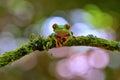 Red eyed frog