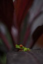 Red - Eyed frog sitting on a leaf, Costa Rica Royalty Free Stock Photo