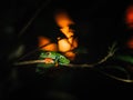 Red-eyed Frog at sunset, Costa Rica