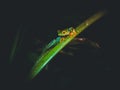 Red-eyed Frog in the wild, Costa Rica