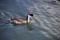 Red eyed Grebe Royalty Free Stock Photo