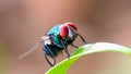red-eyed green flies are perched on green leaves Royalty Free Stock Photo