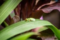 Red Eyed Green Frog in leaf