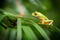 Red Eyed Green Tree Frog