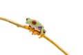 Red Eyed Green Tree Frog