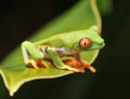 Red eyed green tree frog, costa rica Royalty Free Stock Photo