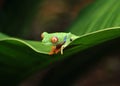 Red eyed green tree frog, costa rica Royalty Free Stock Photo