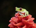 red-eyed green tree frog on red flower in tropical Costa Rica forest.