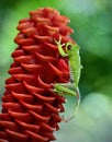 red-eyed green tree frog on red flower in tropical Costa Rica forest.