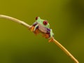 Red Eyed Green Tree Frog on twig