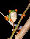 Red eyed green tree leaf frog,costa rica Royalty Free Stock Photo