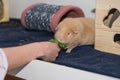 Feeding guinea pigs with red eyes Royalty Free Stock Photo