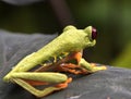 Red-Eyed Leaf Frog Royalty Free Stock Photo