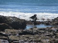 Red Eyed Oster Catcher in Rock Pools