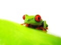 Red-eyed tree frog (128), Agalychnis callidryas