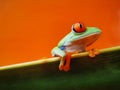 Red-eyed tree frog (134), Agalychnis callidryas