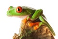 Red Eyed Tree Frog Royalty Free Stock Photo