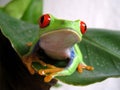 Red-eyed tree frog 2 Royalty Free Stock Photo