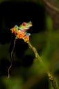 Red-eyed Tree frog