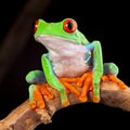 Red eyed tree frog Royalty Free Stock Photo