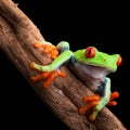 Red eyed tree frog Royalty Free Stock Photo