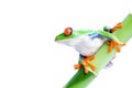 Red-eyed tree frog Royalty Free Stock Photo