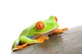 Red-eyed tree frog