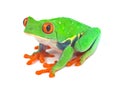 Red eyed tree frog Royalty Free Stock Photo