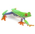 Red eyed tree frog Royalty Free Stock Photo