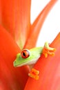 Red-eyed tree frog Royalty Free Stock Photo