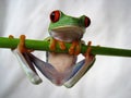 Red-eyed tree frog 40 Royalty Free Stock Photo